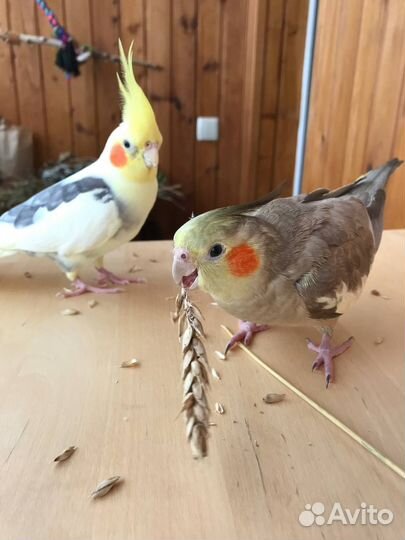 Попугай корелла мальчик (с клеткой)