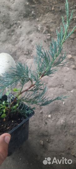 Можжевельник