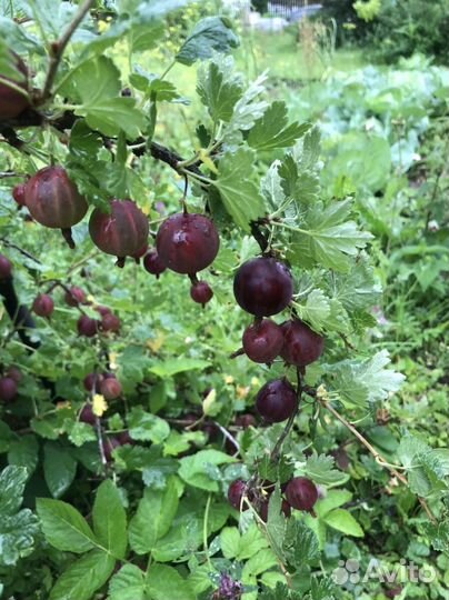 Вишня, крыжовник, красная смородина