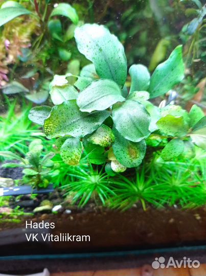 Аквариумные растения, креветки, корм живой