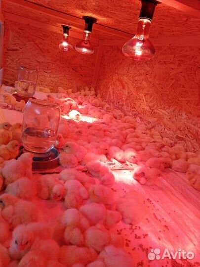 Цыплята бройлеры суточные и подрощенные