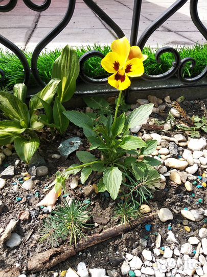 Рассада,цветы многолетние