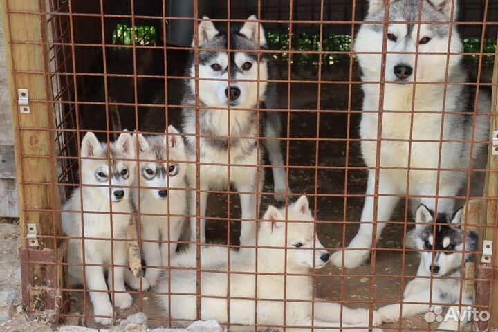 Щенки хаски