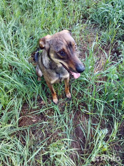 Молоденькая собака