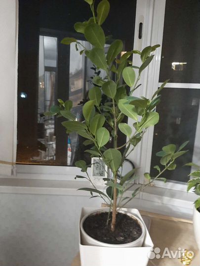 Фикус мокламе