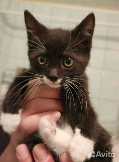 Котёнок черно-белый 2 месяца