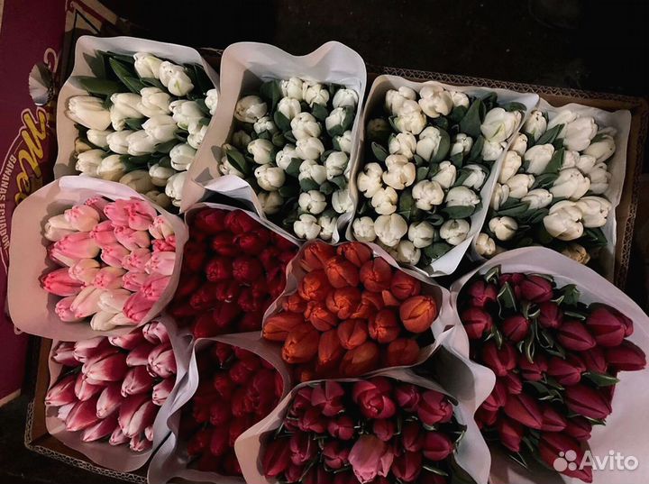 Тюльпаны оптом красные и другие