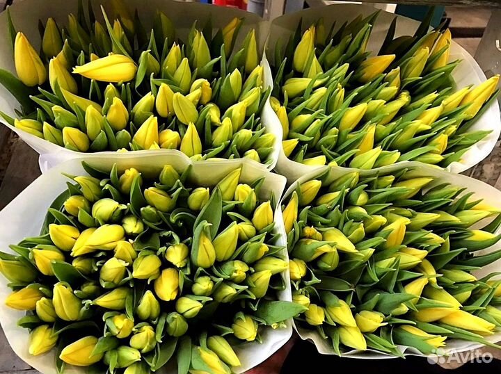 Тюльпаны оптом от производителя