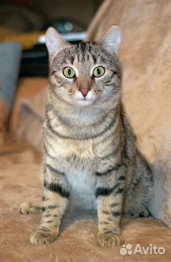 Молодой котик ищет дом