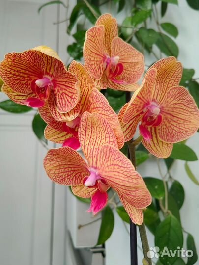Орхидея фаленопсис KV Beauty