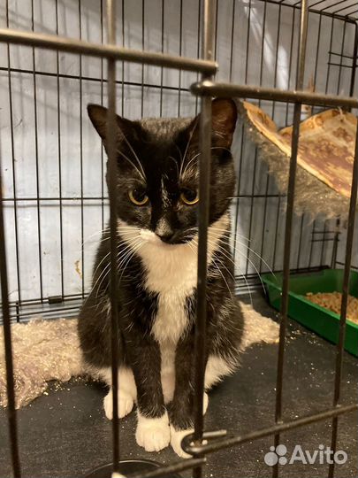 Кот в добрые руки