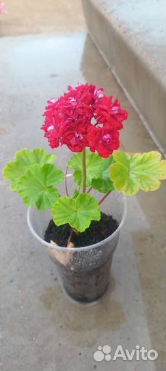 Герань пеларгония