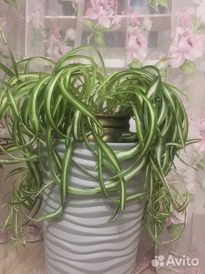 Комнатные цветы