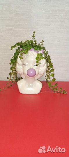 Кашпо с цветком