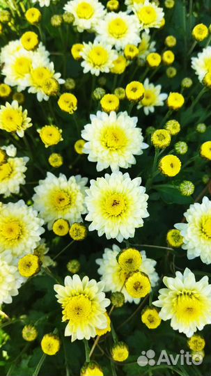 Хризантемы