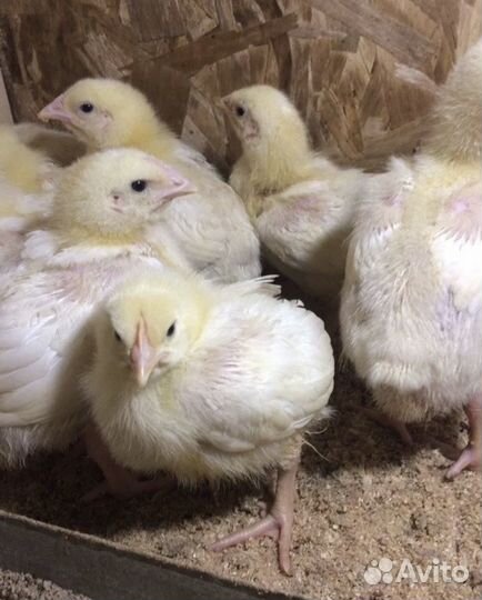 Живая птица