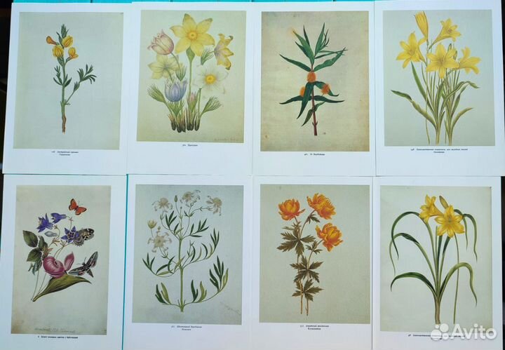 Винтажные ботанические иллюстрации цветы