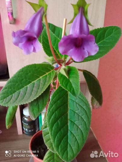 Тидея цветущая