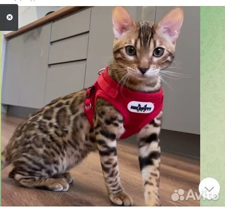 Бенгальский котенок