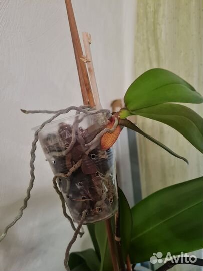 Орхидея фаленопсис