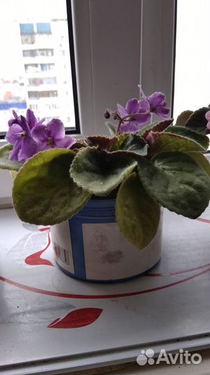 Фиалки цветущие