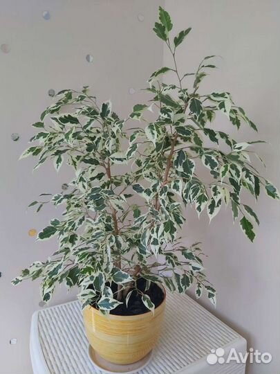 Фикус бенджамина старлайт