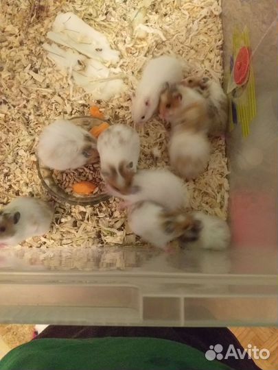 Сирийский хомяк продам