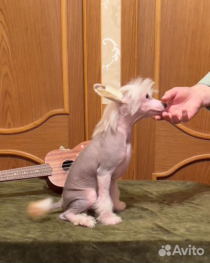 Китайская хохлатая голая. Мальчик