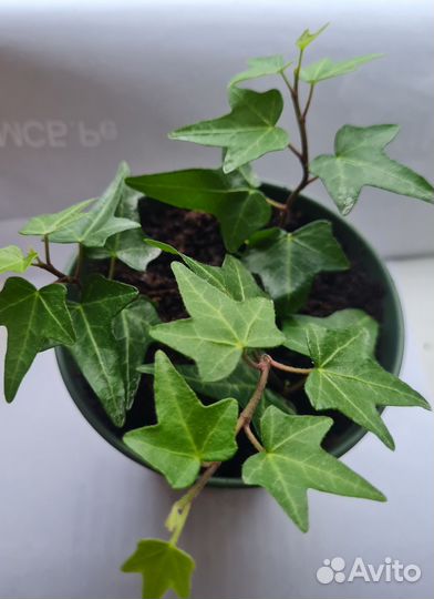 Плющ хедера