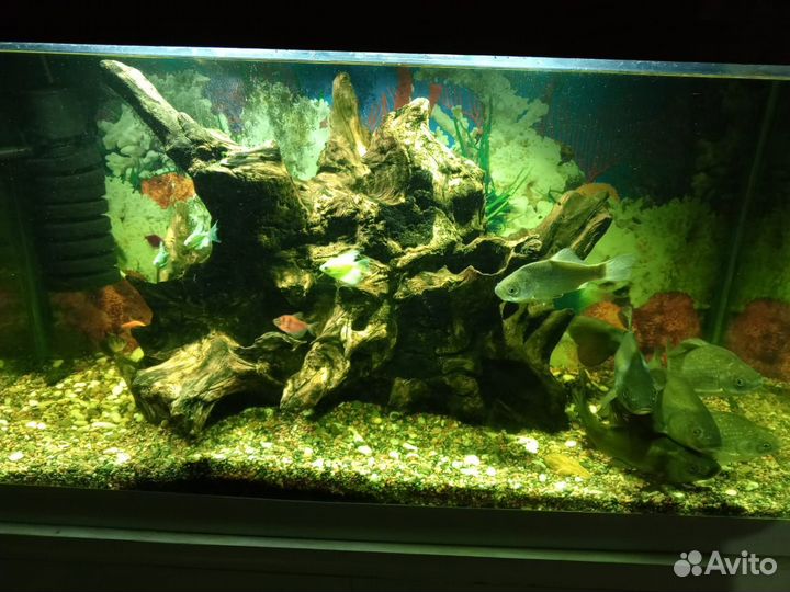Аквариум