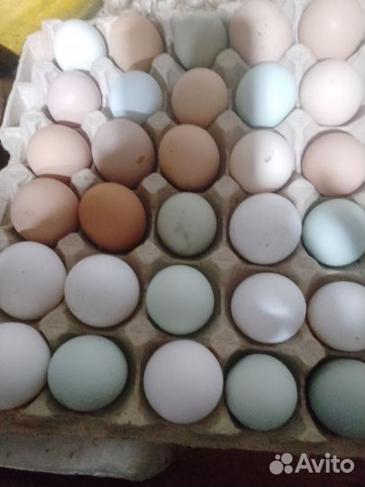Яйцо домашнее цветное козье молоко
