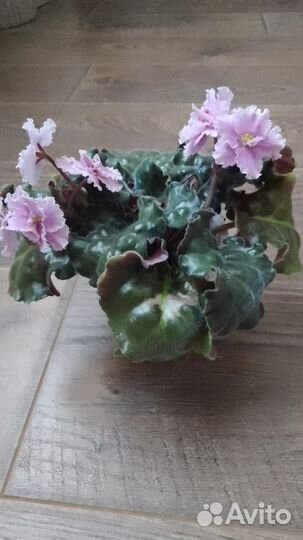 Розовая цветущая фиалка