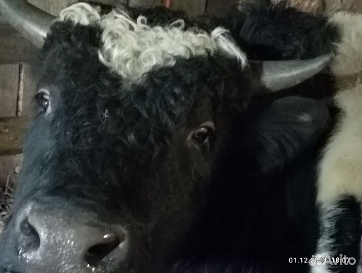 Продам мясо говядина