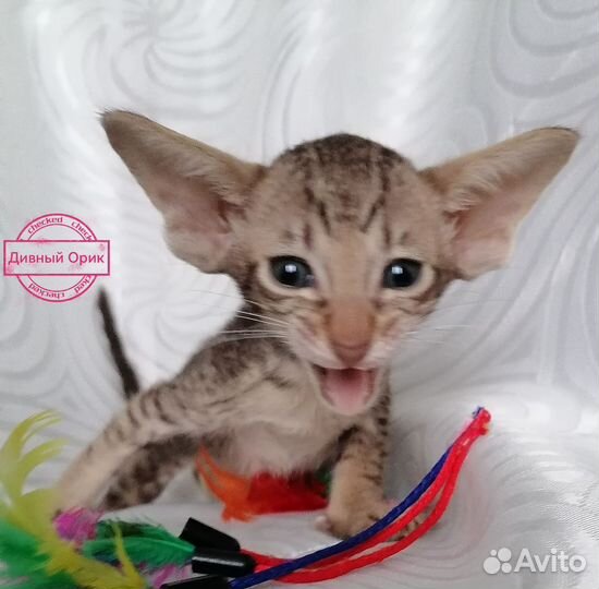 Ориентальные котята