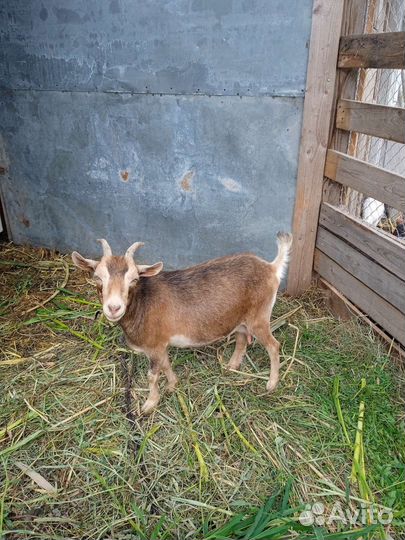 Камерунские козы дойные с козлятами