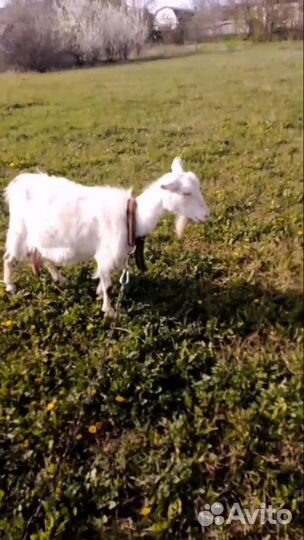 Продам козу