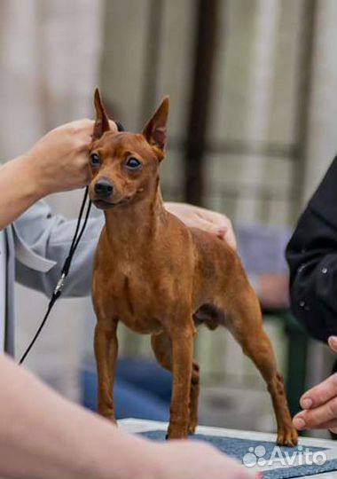 Цвергпинчер