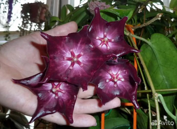 Хойя Макгилливрей