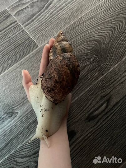 Улитки ахатины ретикулята