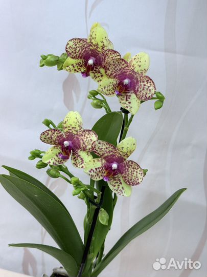 Орхидея фаленопсис