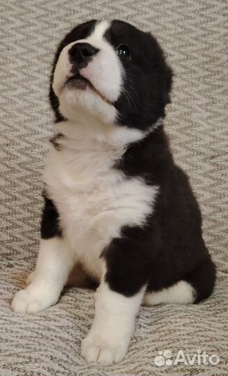 Среднеазиатская овчарка (Алабай) щенки