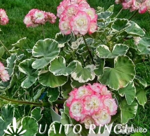 Герань пеларгония