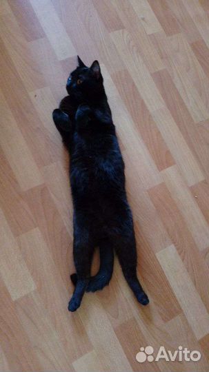 Британский котик