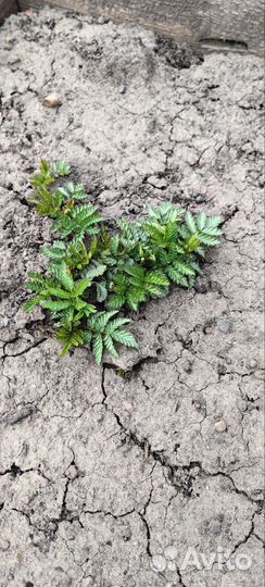 Малина норвежская тибетская