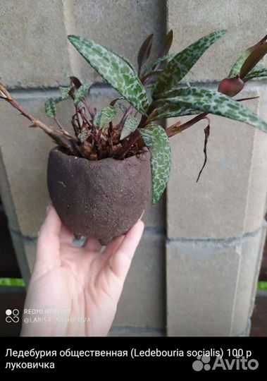 Суккуленты 4