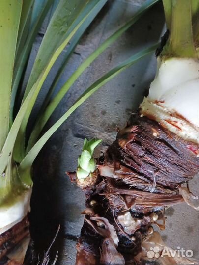 Юкка и ирисы