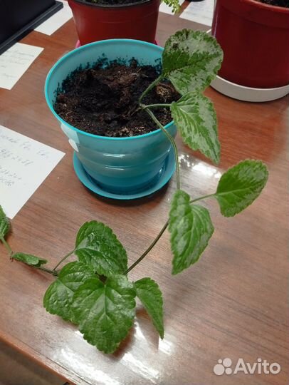 Комнатные цветы