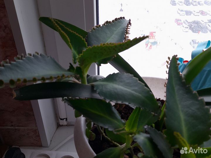 Домашние цветы