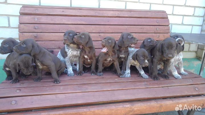 Щенки курцхаара