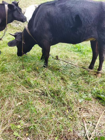 Годовалые тёлочки